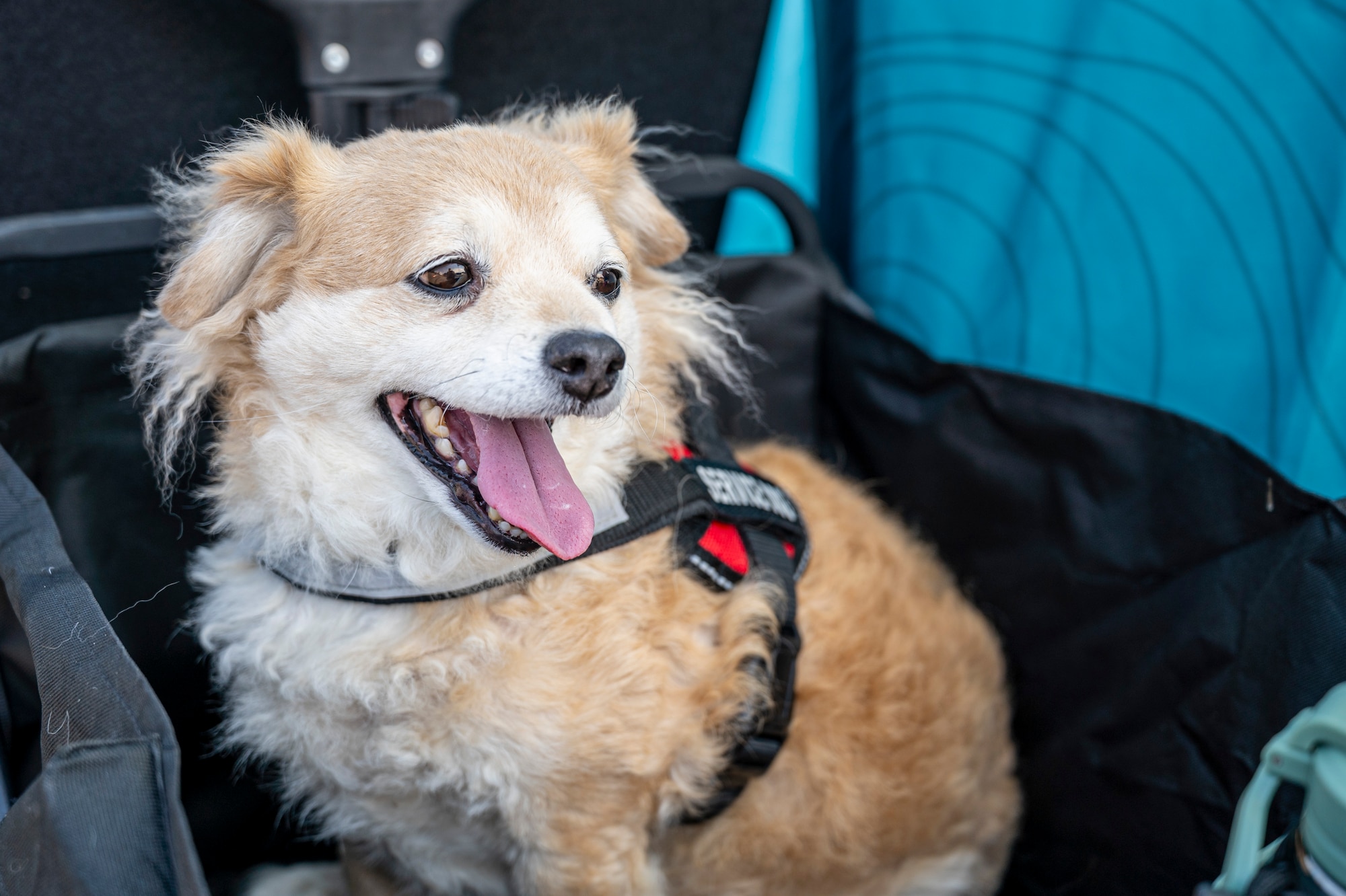 Alastor, a therapy dog, enjoys the festivities during the 2025 Team McChord Summer Block Party at Joint Base Lewis-McChord, Washington, Aug. 28, 2025.