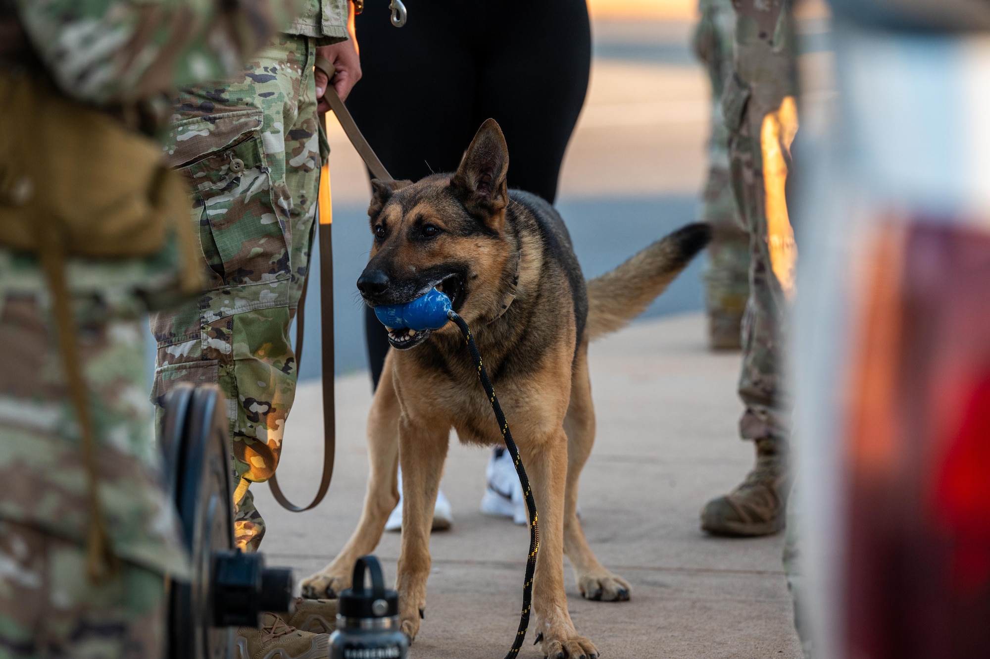 Amon, 7th Security Forces Squadron military working dog, waits to begin a ruck during a 9/11 memorial at Dyess Air Force Base, Texas, Sept. 11, 2025. Dyess hosted the ceremony to honor the thousands of lives taken during the attacks on September 11, 2001. (U.S. Air Force photo by Airman 1st Class Adrien Tran)
