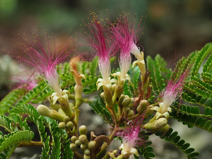Serianthes nelsonii flower