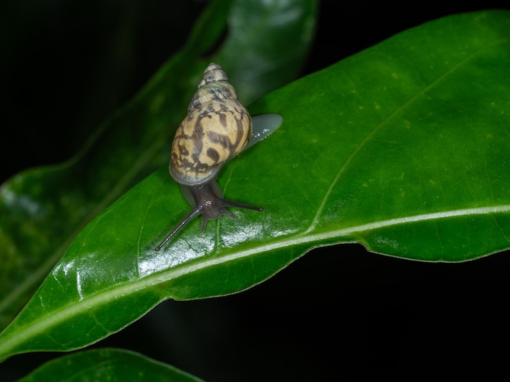 Fragile Tree Snail- Samoana Fragilis