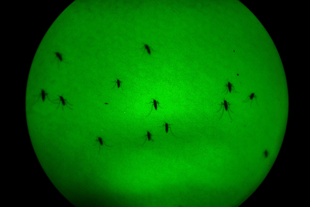 A scourge of mosquitoes collects outside a 628th Civil Engineer Squadron pest management shop vehicle on the ground waiting for a visual on a 910th Airlift Wing aerial spray-modified C-130H Hercules aircraft dispersing mosquito control product, Sept. 9, 2025, over the marsh areas of the Naval Weapons Station, Joint Base Charleston, South Carolina.
