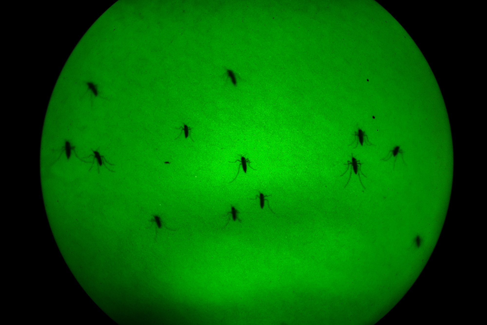 A scourge of mosquitoes collects outside a 628th Civil Engineer Squadron pest management shop vehicle on the ground waiting for a visual on a 910th Airlift Wing aerial spray-modified C-130H Hercules aircraft dispersing mosquito control product, Sept. 9, 2025, over the marsh areas of the Naval Weapons Station, Joint Base Charleston, South Carolina.