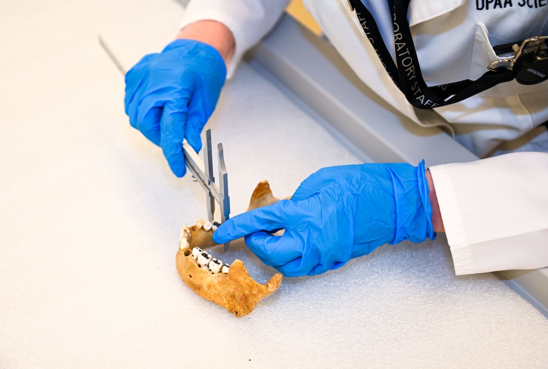 Giulia Dunn, a DPAA forensic anthropologist measures dimensions of a replica jawbone at the Daniel K. Inouye DPAA Center of Excellence, Joint Base Pearl Harbor-Hickam, Sept.12, 2025.