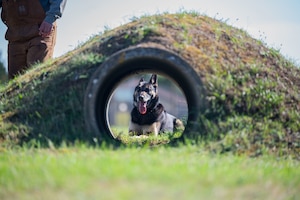 U.S. Air Force Military Working Dog Vantor, 100th Security Forces Squadron, rests at the obstacle course during routine training at RAF Mildenhall, England, Sept. 19, 2025.