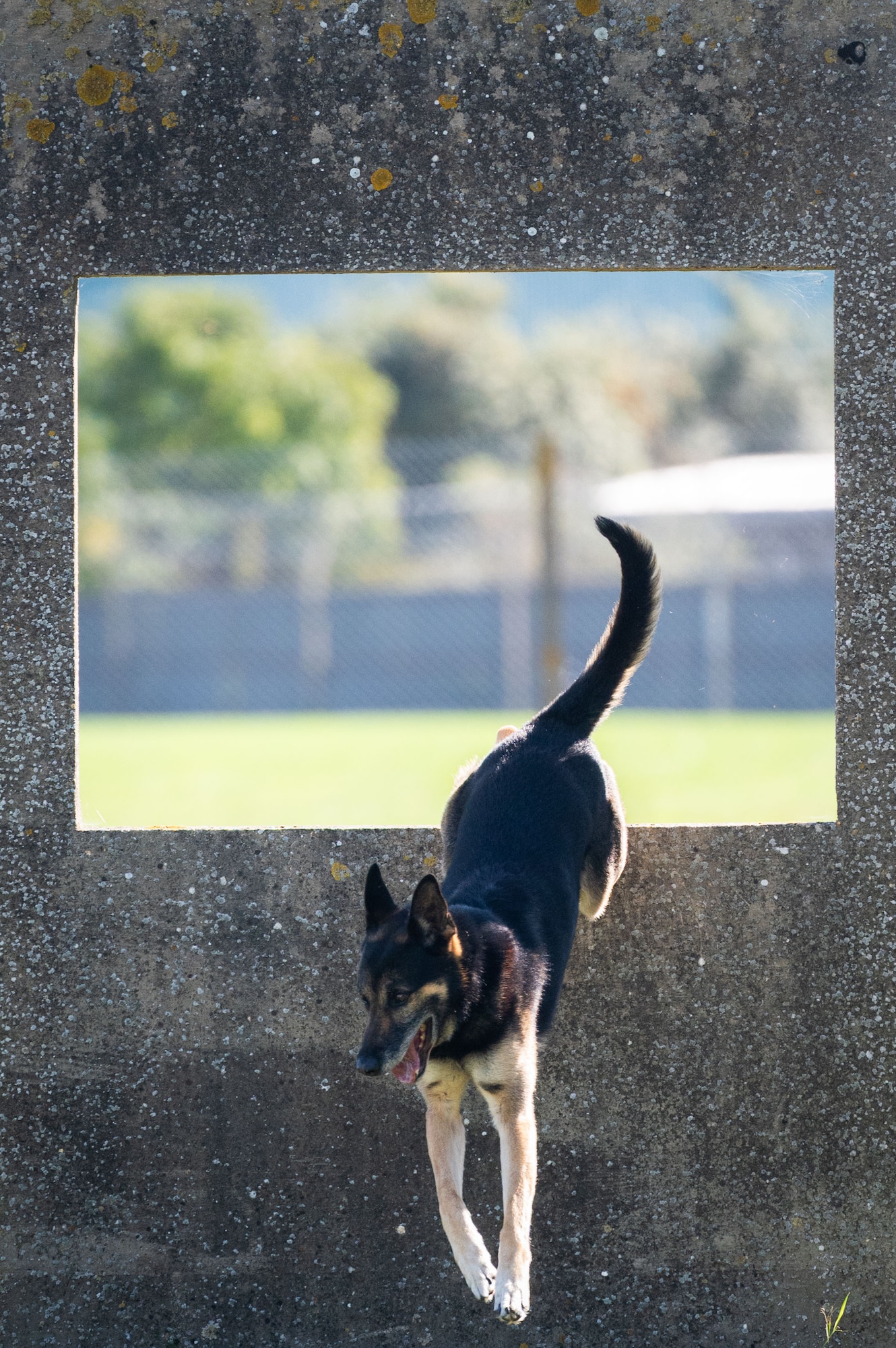 U.S. Air Force Military Working Dog Vantor, 100th Security Forces Squadron, jumps over an obstacle during routine training at RAF Mildenhall, England, Sept. 19, 2025.