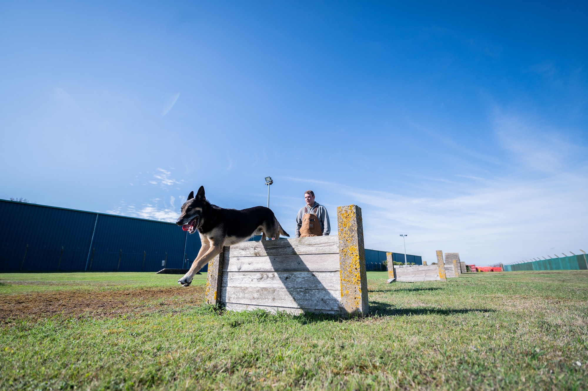 U.S. Air Force military working dog Vantor, 100th Security Forces Squadron, hurdles an obstacle during routine training at RAF Mildenhall, England, Sept. 19, 2025.