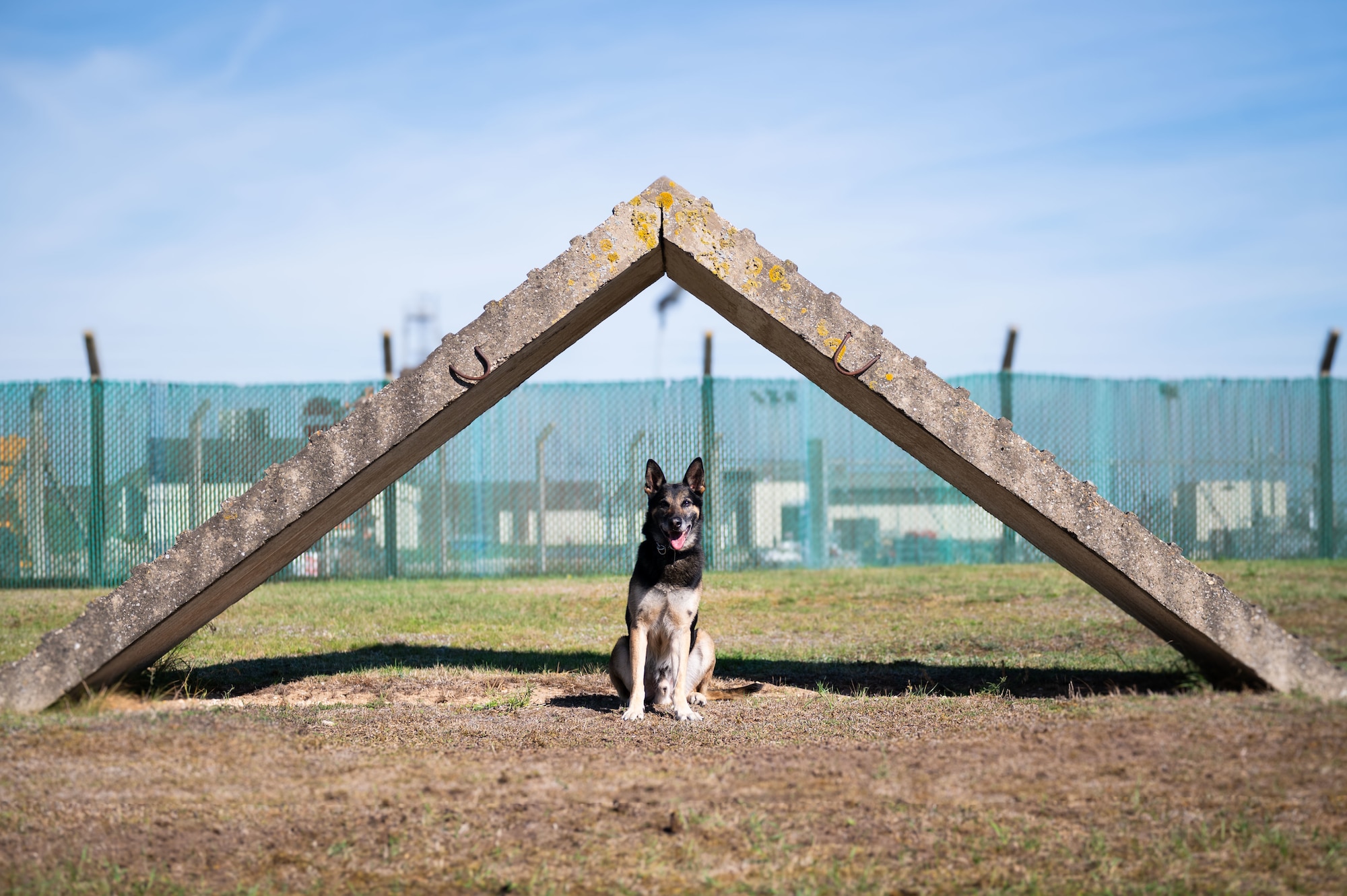 U.S. Air Force Military Working Dog Vantor, 100th Security Forces Squadron, poses for a picture during routine training at RAF Mildenhall, England, Sept. 19, 2025.