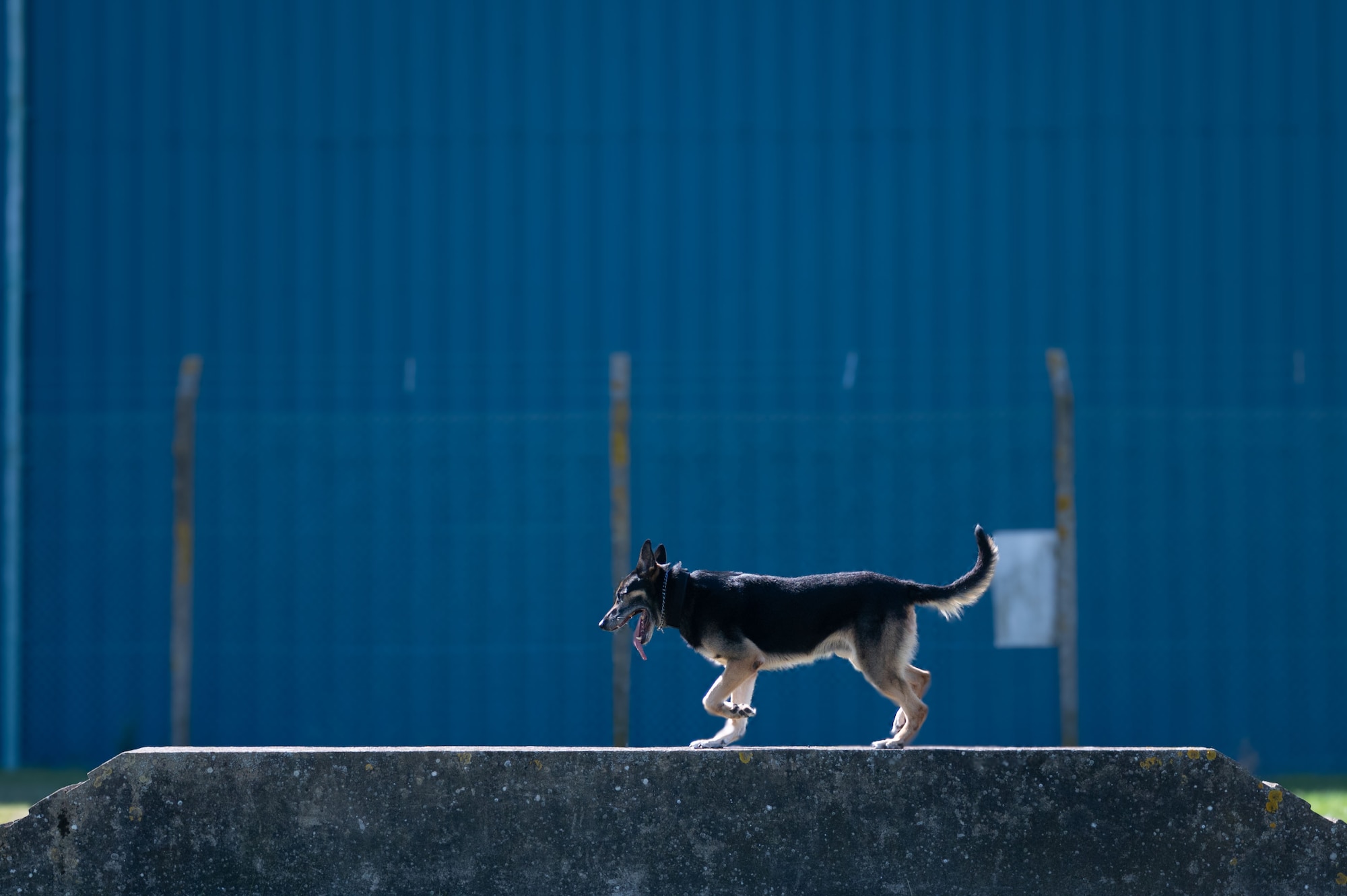 U.S. Air Force Military Working Dog Vantor, 100th Security Forces Squadron, walks across an obstacle during routine training at RAF Mildenhall, England, Sept. 19, 2025.