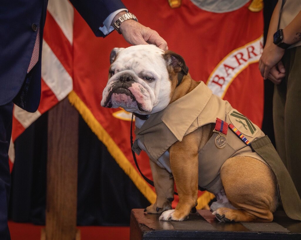 U.S. Marine Corps Cpl. Chesty XVI, mascot of Marine Barracks Washington, poses for a photo after the Secretary of the Navy John Phelan awarded him the Navy and Marine Corps Good Conduct Medal after three years of honorable service at Marine Barracks, Washington, Aug. 12, 2025. The ceremony recognized Chesty XVI’s exemplary behavior and role in representing the Marine Corps during official events and ceremonies. As the official mascot, Chesty plays a key role in bolstering morale and upholding Marine Corps tradition. (U.S. Marine Corps photo by Cpl. Chloe McAfee)