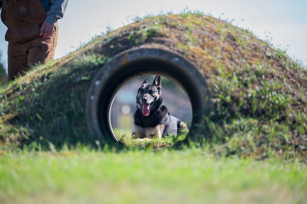Dog resting