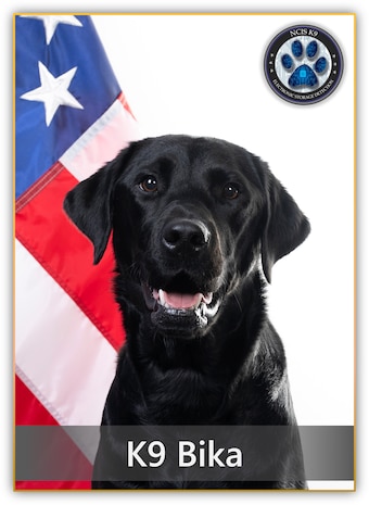 black lab posing in front of an American flag