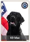 Black lab in front of a flag