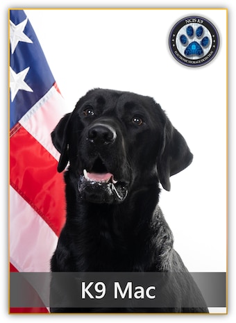 Black lab in front of a flag