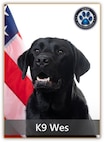 Black lab dog posing in front of an American flag