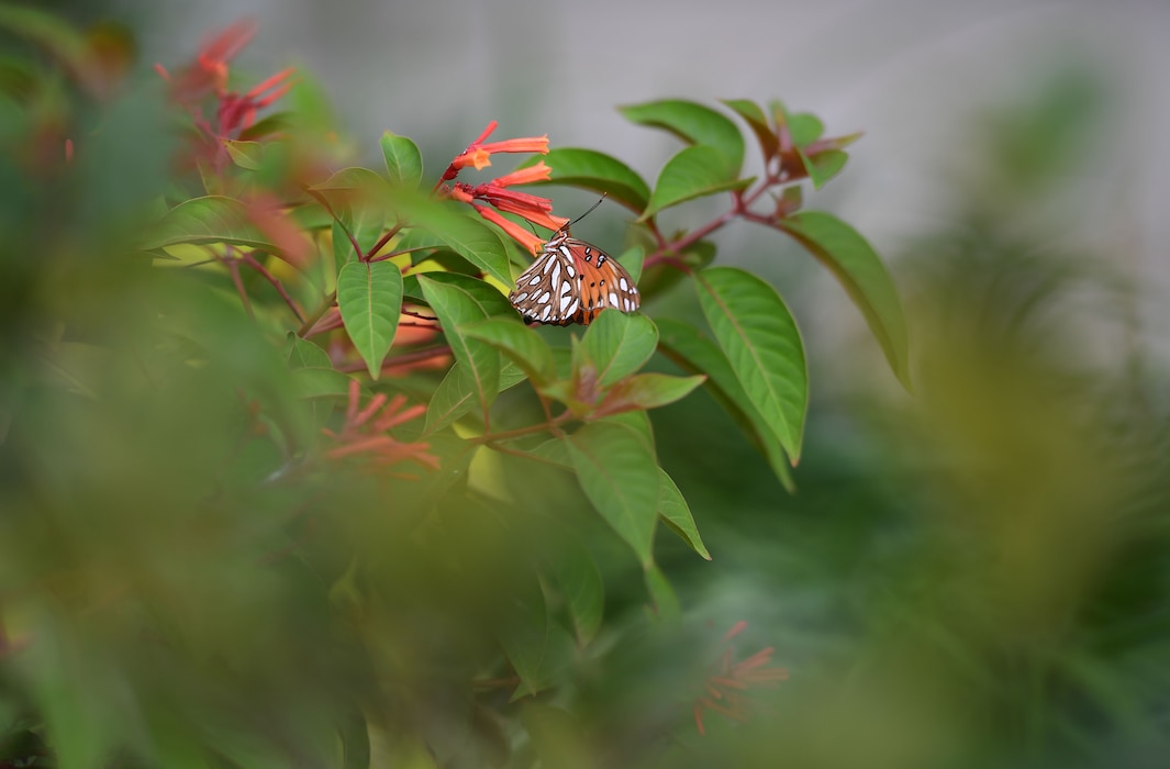 A butterfly eats from a flower.