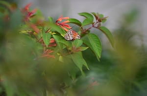 A butterfly eats from a flower.