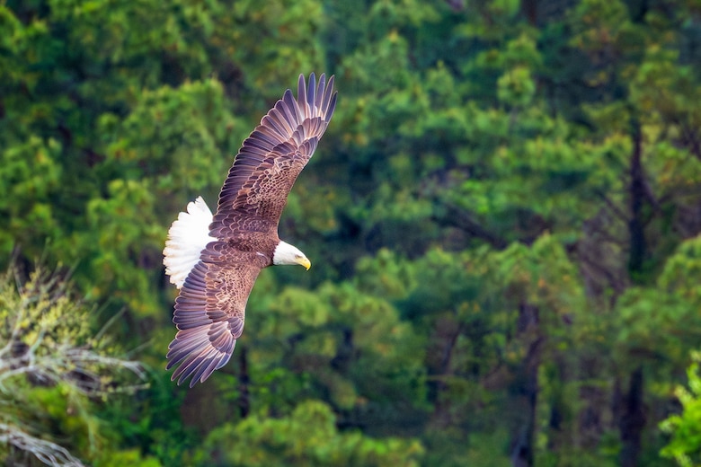 A bald eagle flies with green trees in the background.