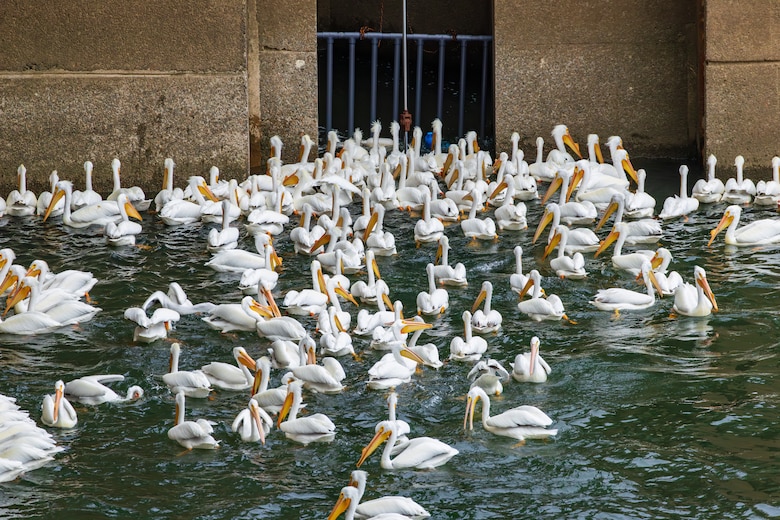 Large white birds, or pelicans, float on water in front of a concrete structure.
