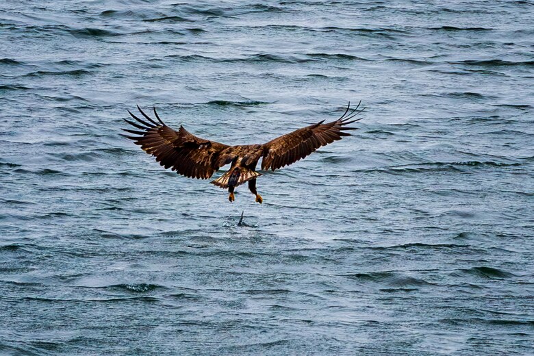 A brown bird swoops down towards blue water in an attempt to capture a fish.