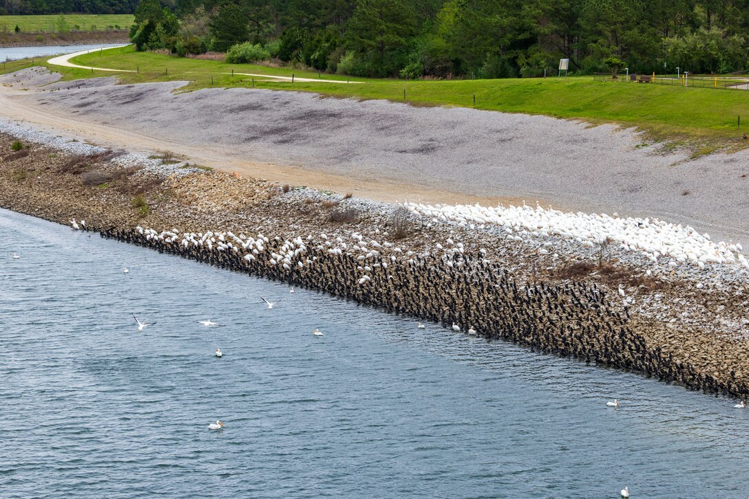 Numerous white and black birds cover a bank near a river.