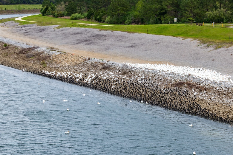 Numerous white and black birds cover a bank near a river.