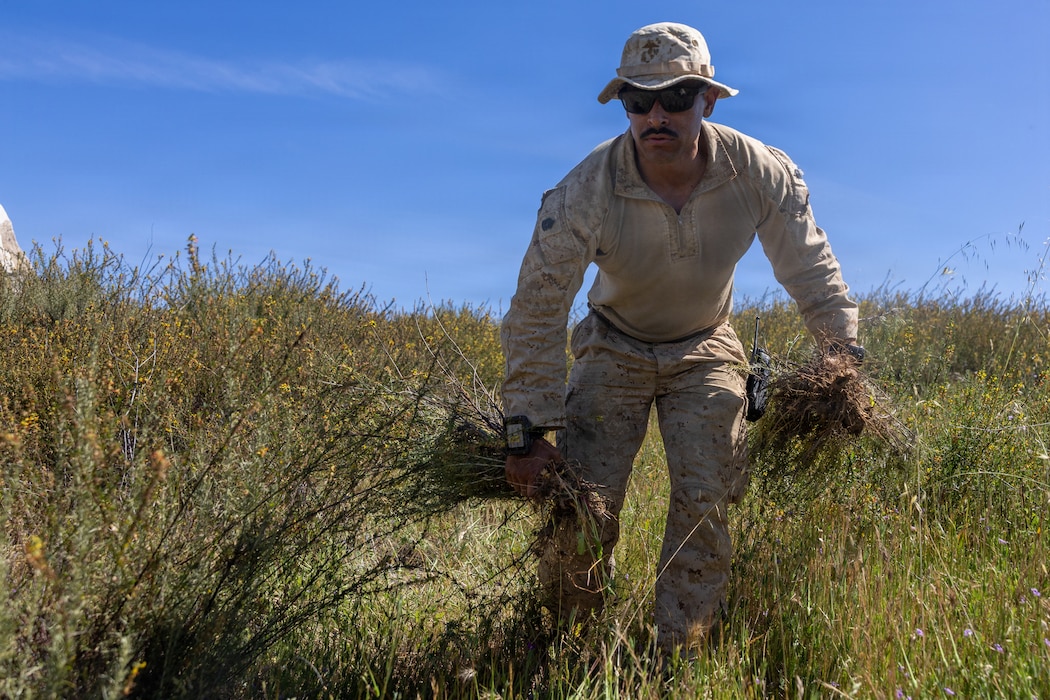 U.S. Marine Corps Gunnery Sgt. Carlos Nunez, a platoon sgt with 4th Light Armored Reconnaissance, 4th Marine Division, gathers foliage for the cover and concealment event during the 2026 Bushmaster Competition, Camp Pendleton, California, March 26, 2026. This year, hosted by 4th Light Armored Reconnaissance, 4th Marine Division, the friendly competition gathers Light Armored Vehicle crews from across the U.S. Marine Corps, Australia and New Zealand to test their tactical and technical skills. (U.S. Marine Corps photo by Sgt. Aaron TorresLemus)