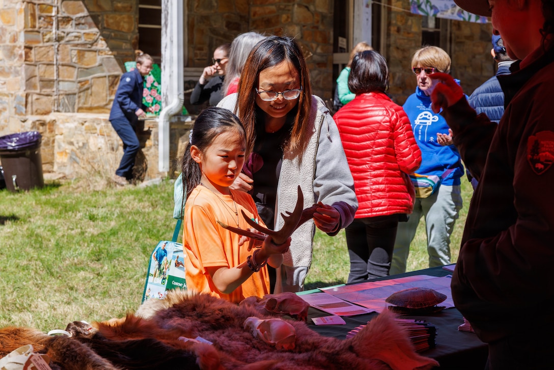 Festivalgoers handle deer antlers at an educational display during the annual Bluebell Festival at Merrimac Farm, Nokesville. Virginia, March 29, 2026. The festival highlights the season bloom of Virginia Bluebells and the conservation partnership between Marine Corps Base Quantico and the local environmental organizations. (U.S. Marine Corps photo by Lance Cpl. Federico Marquez)