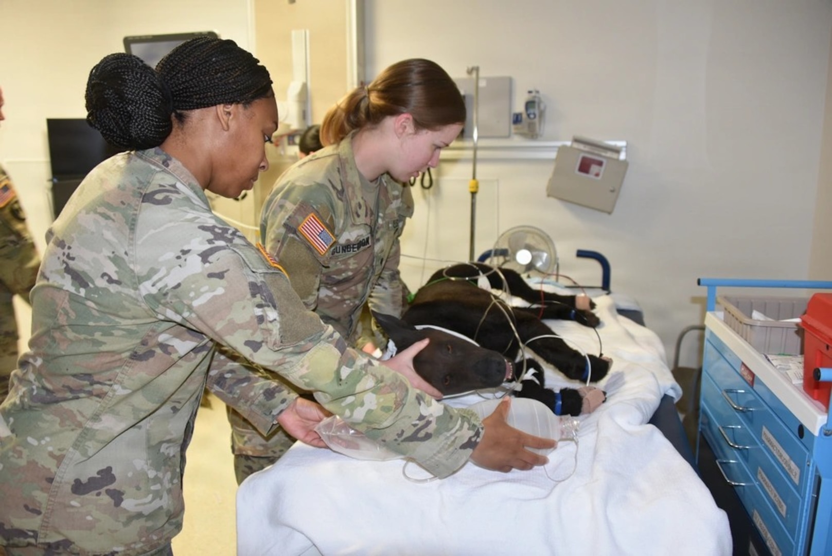 Womack Army Medical Center and the U.S. Army Veterinary Readiness Activity, (VRA) Fort Bragg, collaborated on a critical training exercise March 31, 2026. VRA Fort Bragg and 550th Military Working Dog Detachment Soldiers Spc. Holly Gunderson, and Spc. Cierra Ritter recognize cardiac arrest in a simulated patient and initiate CPR. This vital exercise, part of the Installation Health Support Plan, brought together Animal Care Specialists and Combat Medic Specialists testing the seamless integration between WAMC and the Fort Bragg Veterinary Branch to ensure the highest level of care for our four-legged service members. (Photo by Keisha Frith, Womack Army Medical Center Public Affairs Office)
