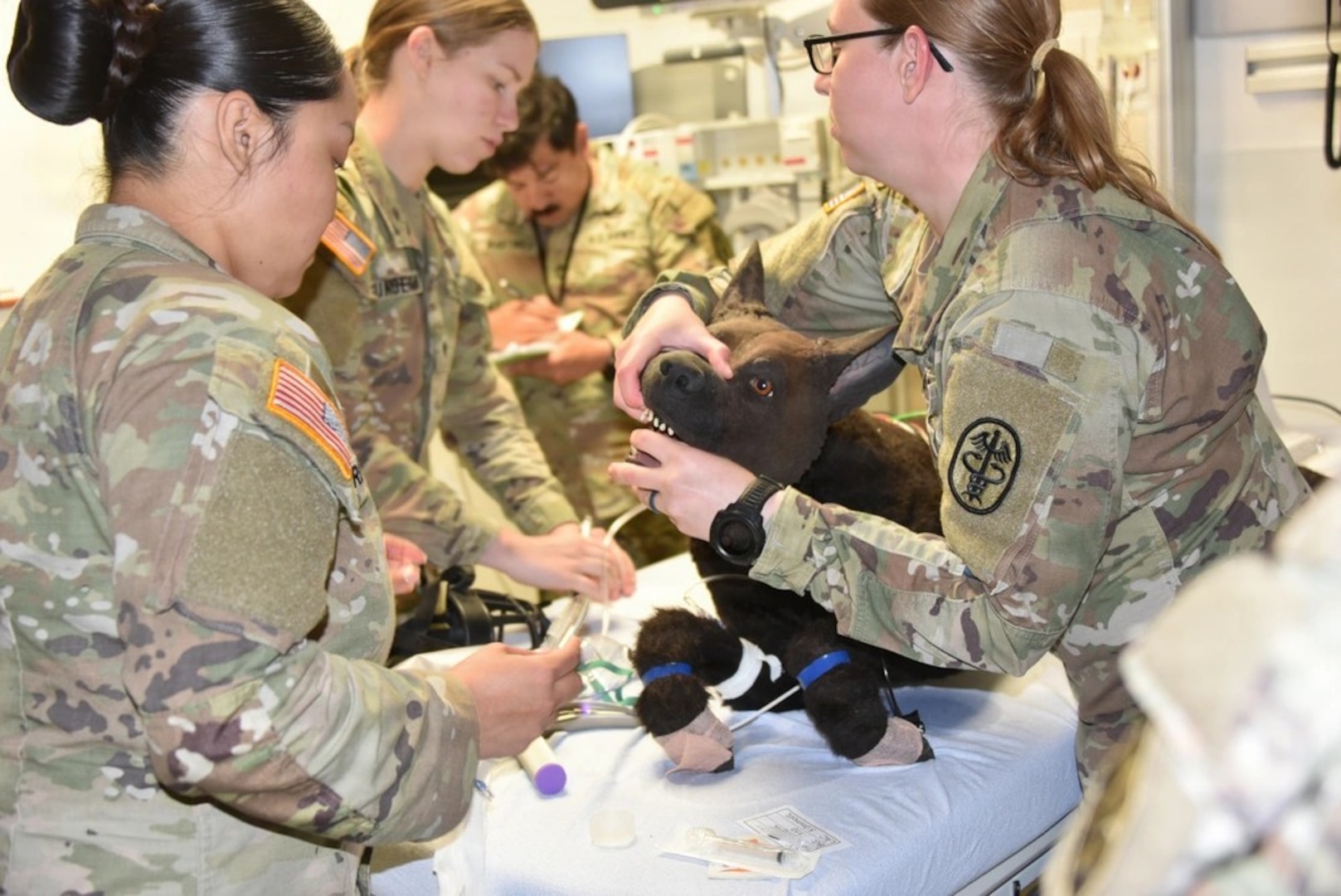 Womack Army Medical Center (WAMC) and the U.S. Army Veterinary Readiness Activity, (VRA)Fort Bragg, collaborated on a critical training exercise March 31, 2026. VRA Fort Bragg Soldiers, Capt. Paige Sommer, Spc. Nicole Reyes and Holly Gunderson prepare to intubate Military Working Dog Diesel during a situational training exercise. This vital exercise, part of the Installation Health Support Plan, brought together Animal Care Specialists and Combat Medic Specialists testing the seamless integration between WAMC and the Fort Bragg Veterinary Branch to ensure the highest level of care for our four-legged service members. (Photo by Keisha Frith, Womack Army Medical Center Public Affairs Office)