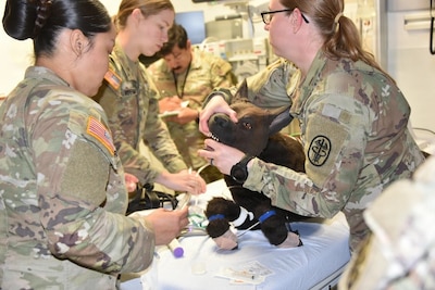 Womack Army Medical Center (WAMC) and the U.S. Army Veterinary Readiness Activity, (VRA)Fort Bragg, collaborated on a critical training exercise March 31, 2026. VRA Fort Bragg Soldiers, Capt. Paige Sommer, Spc. Nicole Reyes and Holly Gunderson prepare to intubate Military Working Dog Diesel during a situational training exercise. This vital exercise, part of the Installation Health Support Plan, brought together Animal Care Specialists and Combat Medic Specialists testing the seamless integration between WAMC and the Fort Bragg Veterinary Branch to ensure the highest level of care for our four-legged service members. (Photo by Keisha Frith, Womack Army Medical Center Public Affairs Office)