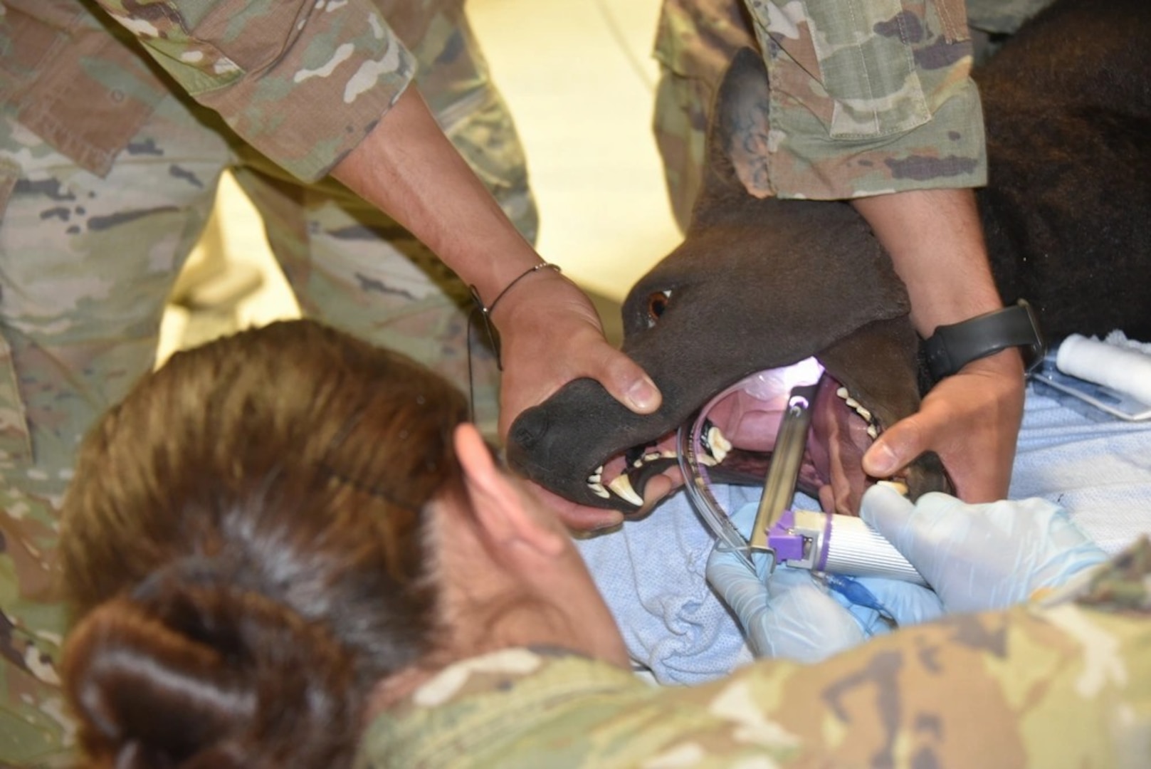 Womack Army Medical Center (WAMC) and the U.S. Army Veterinary Readiness Activity, Fort Bragg, collaborated on a critical training exercise March 31, 2026. The simulation focused on practicing resuscitation techniques for Military Working Dogs suffering from heat or catastrophic injuries. This vital exercise, part of the Installation Health Support Plan, brought together Animal Care Specialists and Combat Medic Specialists testing the seamless integration between WAMC and the Fort Bragg Veterinary Branch to ensure the highest level of care for our four-legged service members. (Photo by Keisha Frith, Womack Army Medical Center Public Affairs Office)