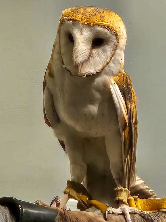 Large predatory bird.