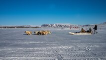 Sled dog team on the ice