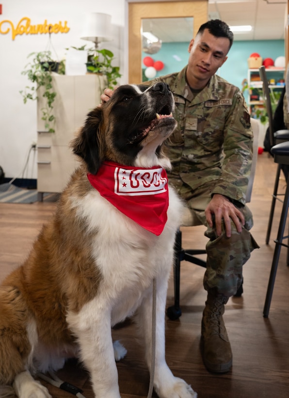 Therapy dog sits in front of a man being pet.