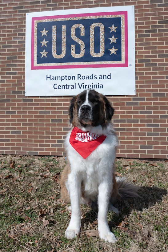 Certified therapy dog sits in front of building.