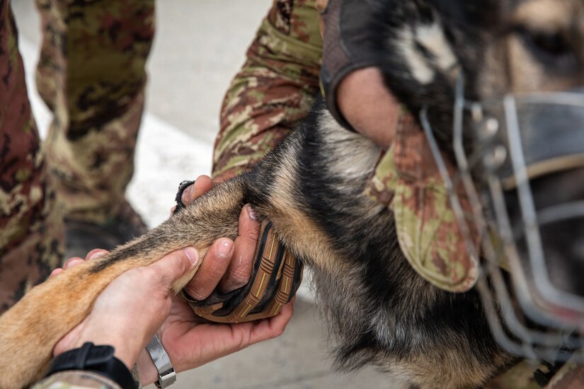 Multinational partners develop K-9 MEDEVAC procedures for working dogs across Kosovo Force