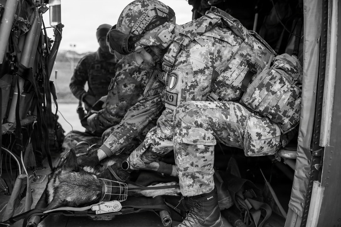 Multinational partners develop K-9 MEDEVAC procedures for working dogs across Kosovo Force
