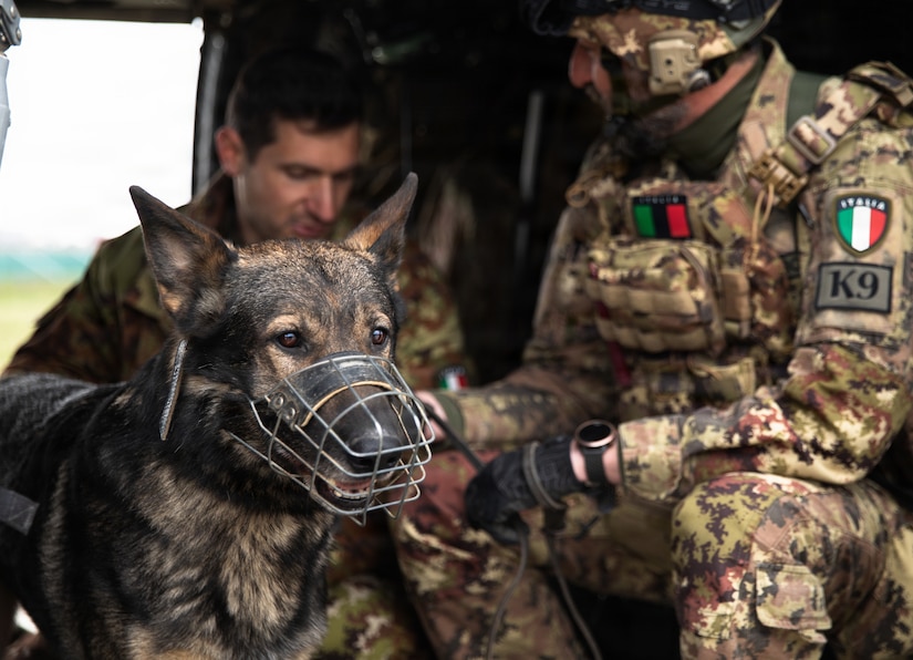 Multinational partners develop K-9 MEDEVAC procedures for working dogs across Kosovo Force