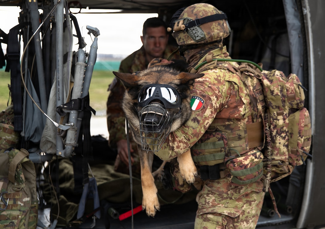 Multinational partners develop K-9 MEDEVAC procedures for working dogs across Kosovo Force