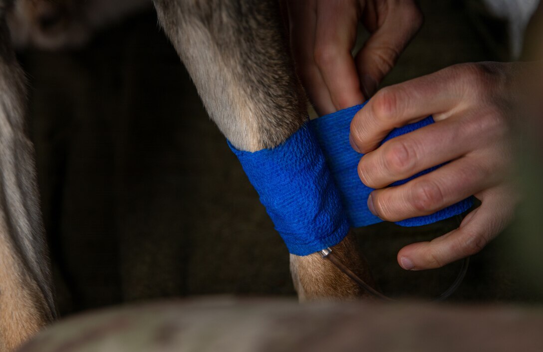 Multinational partners develop K-9 MEDEVAC procedures for working dogs across Kosovo Force