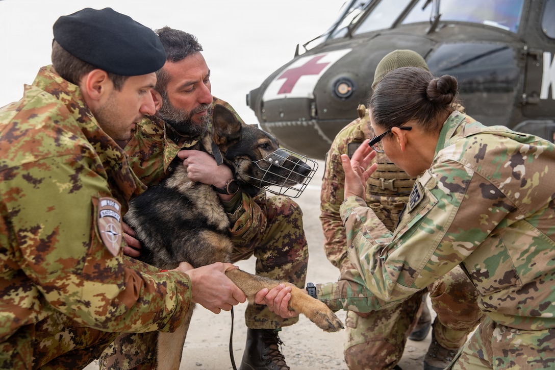 Multinational partners develop K-9 MEDEVAC procedures for working dogs across Kosovo Force