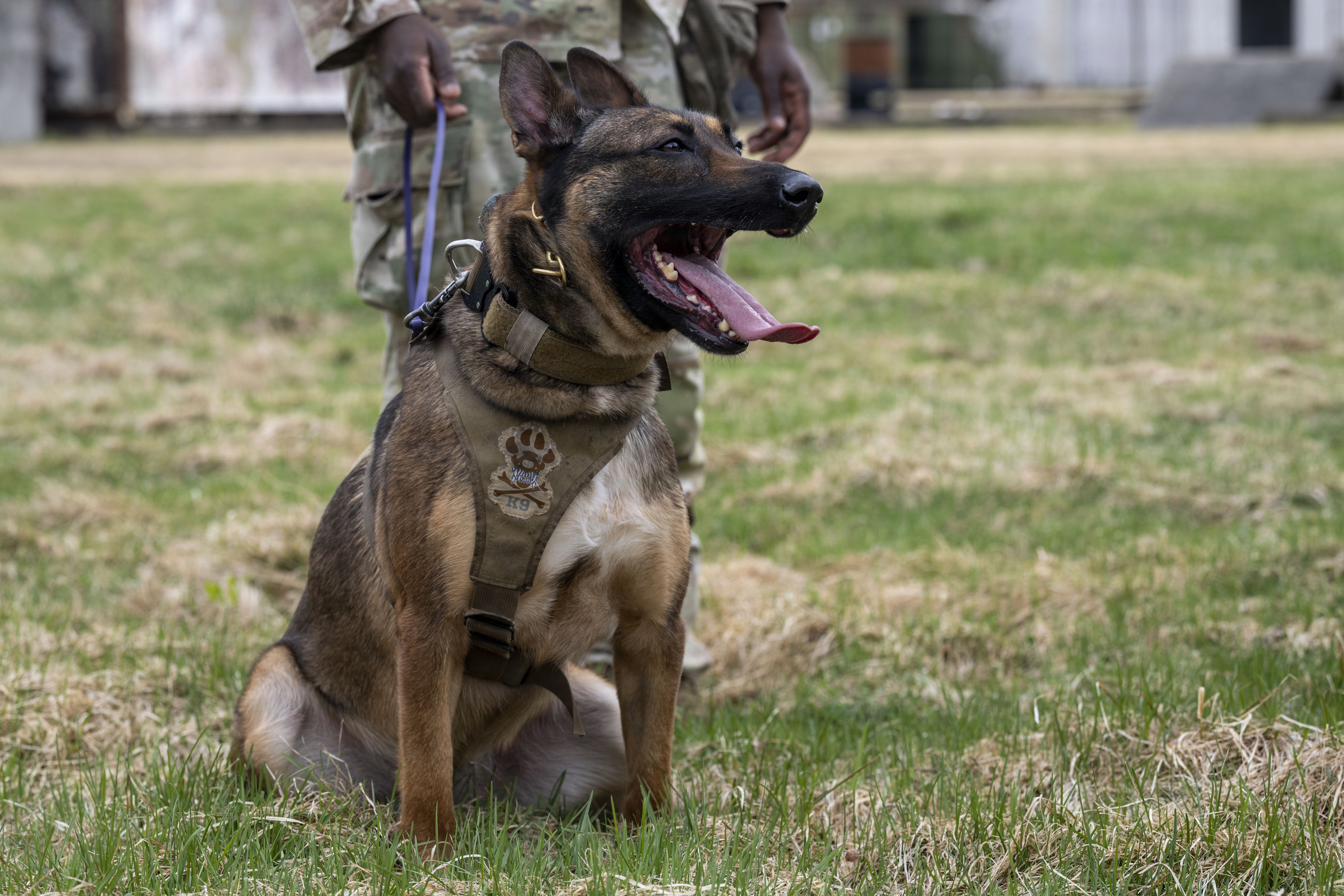 35th Security Forces Squadron conducts first joint bilateral K-9