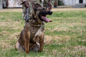 U.S. Air Force 35th Security Forces Squadron Military Working Dog (MWD) Doris sits next to her handler during a joint bilateral K-9 exercise at Misawa Air Base, Japan, April 7, 2026.