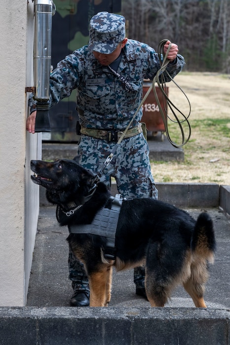 Japan Air Self-Defense Force Staff Sgt. Masaki Murakami, 3rd Air Wing security forces K-9 handler, approaches a building with his military working dog during a joint bilateral K-9 exercise at Misawa Air Base, Japan, April 7, 2026.