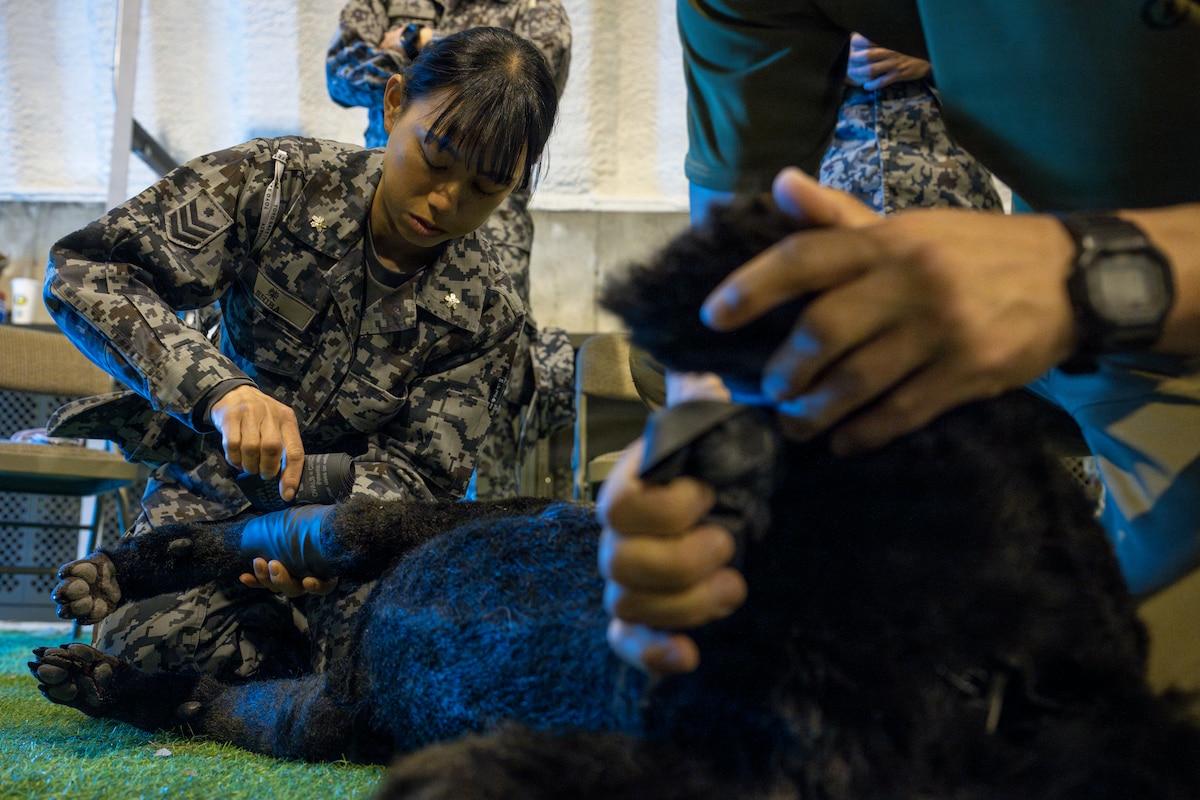 Japan Air Self-Defense Force Senior Airman Rin Shiba, security forces military working dog handler, applies a tourniquet to a canine training mannequin during a joint bilateral K-9 exercise at Misawa Air Base, Japan, April 6, 2026.