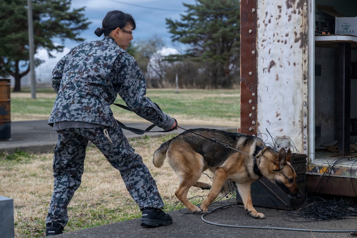 Japan Air Self-Defense Force Senior Airman Rin Shiba, security forces K-9 handler, and her military working dog participate in an explosives detection scenario during a joint bilateral K-9 exercise at Misawa Air Base, Japan, April 7, 2026.