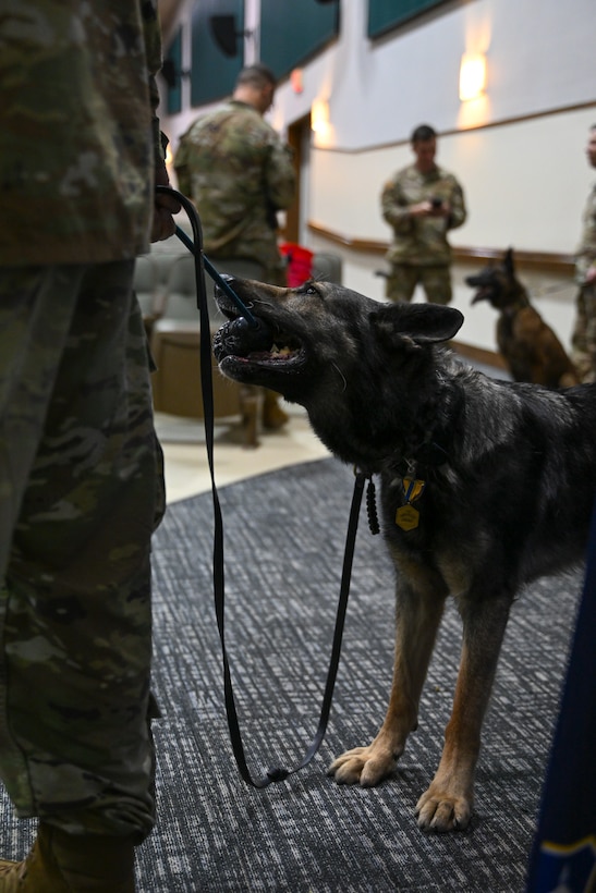 U.S. Air Force Military Working Dog Howoard, assigned to the 316th Security Support Squadron, celebrates with a toy after his retirement ceremony.
