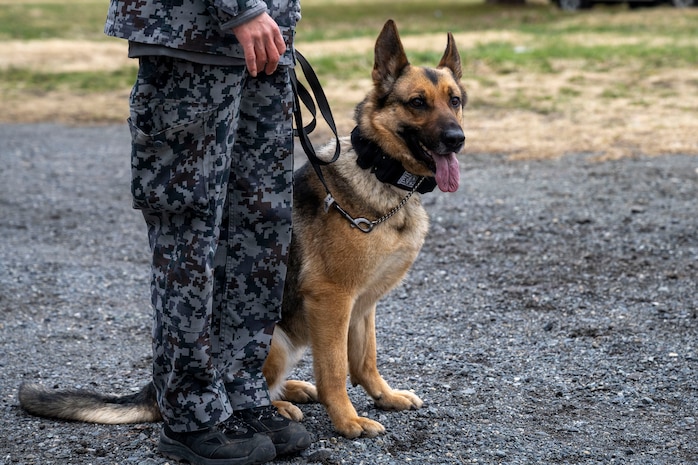 A military working dog assigned to the Japan Air Self-Defense Force (JASDF) security forces sits next to its handler during a joint bilateral K-9 exercise at Misawa Air Base, Japan, April 7, 2026.