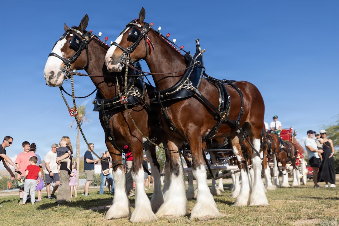 Families take photos with Clydesdale horses during Springfest at Desert Winds Golf Course, Marine Corps Air Ground Combat Center, Twentynine Palms, California, April 10, 2026. Springfest 2026 was hosted to create a fun and recreational spring themed event for service members and families aboard the Combat Center. (U.S. Marine Corps photo by Lance Cpl. Lainey Brummett)