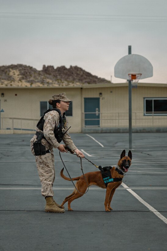 U.S. Marine Corps Cpl. Victoria Sanchez, military working dog handler, Marine Air Ground Task Force Training Command, Marine Corps Air Ground Combat Center, holds onto her military working dog during the active shooter drill at Condor Elementary School, Twentynine Palms, California, March 31, 2026. This exercise simulated an active shooter threat in order to better prepare Marines in case of a real-world scenario. (U.S. Marine Corps photo by Lance Cpl. Gracelyn Hanson)